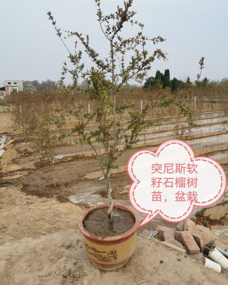 红心软籽石榴树苗，盆栽，包成活，产地直发
