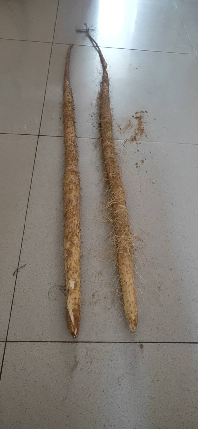 千亩沙土铁棍山药基地