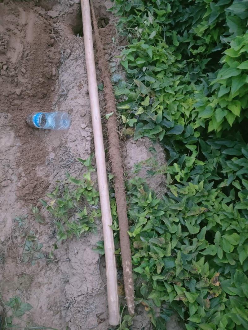 千亩沙土铁棍山药基地