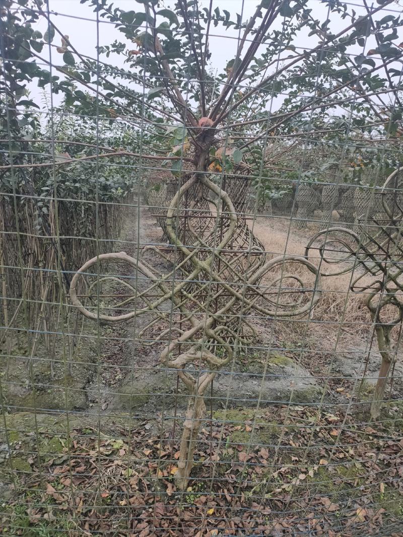 四川成都温江基地苗圃中国结，欢迎选购，质量保证