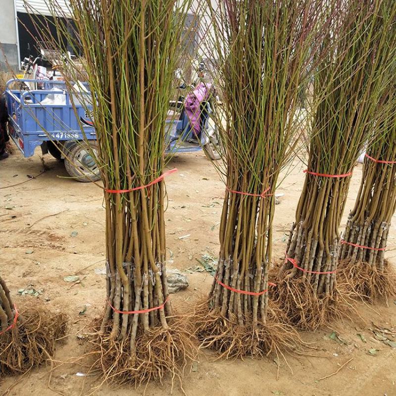 优质黄金蜜桃树苗品种保真量大签约发苗死苗补发包技术