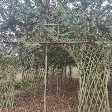 四川成都温江基地苗圃紫薇牌坊，质量保证，货源充足