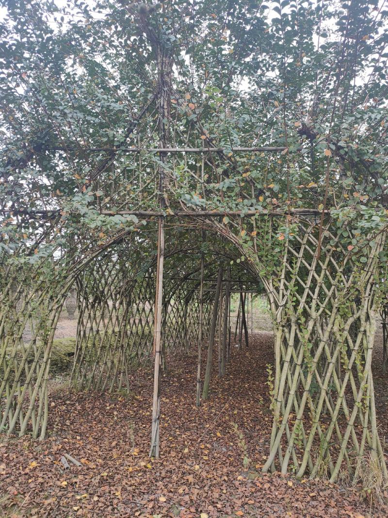 四川成都温江基地苗圃紫薇牌坊，质量保证，货源充足