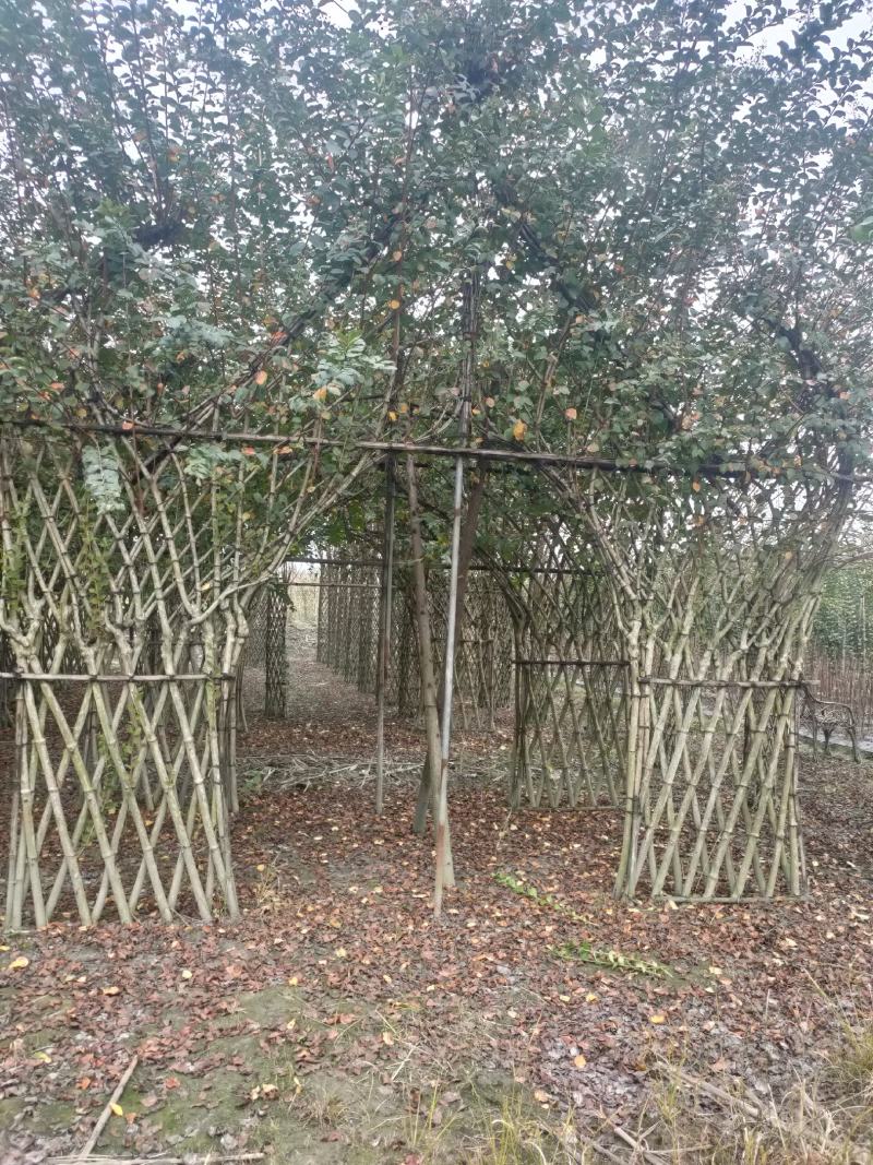 四川成都温江基地苗圃紫薇牌坊，质量保证，货源充足