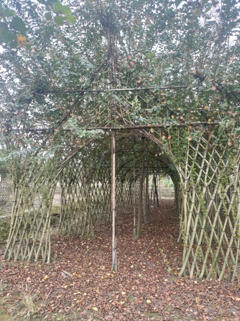 四川成都温江基地苗圃紫薇牌坊，质量保证，货源充足