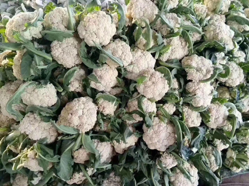 有机花，散花大量上市，产地直发，欢迎实力老板实地考察