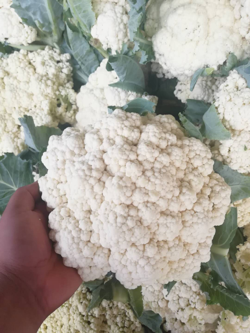 有机花，散花大量上市，产地直发，欢迎实力老板实地考察