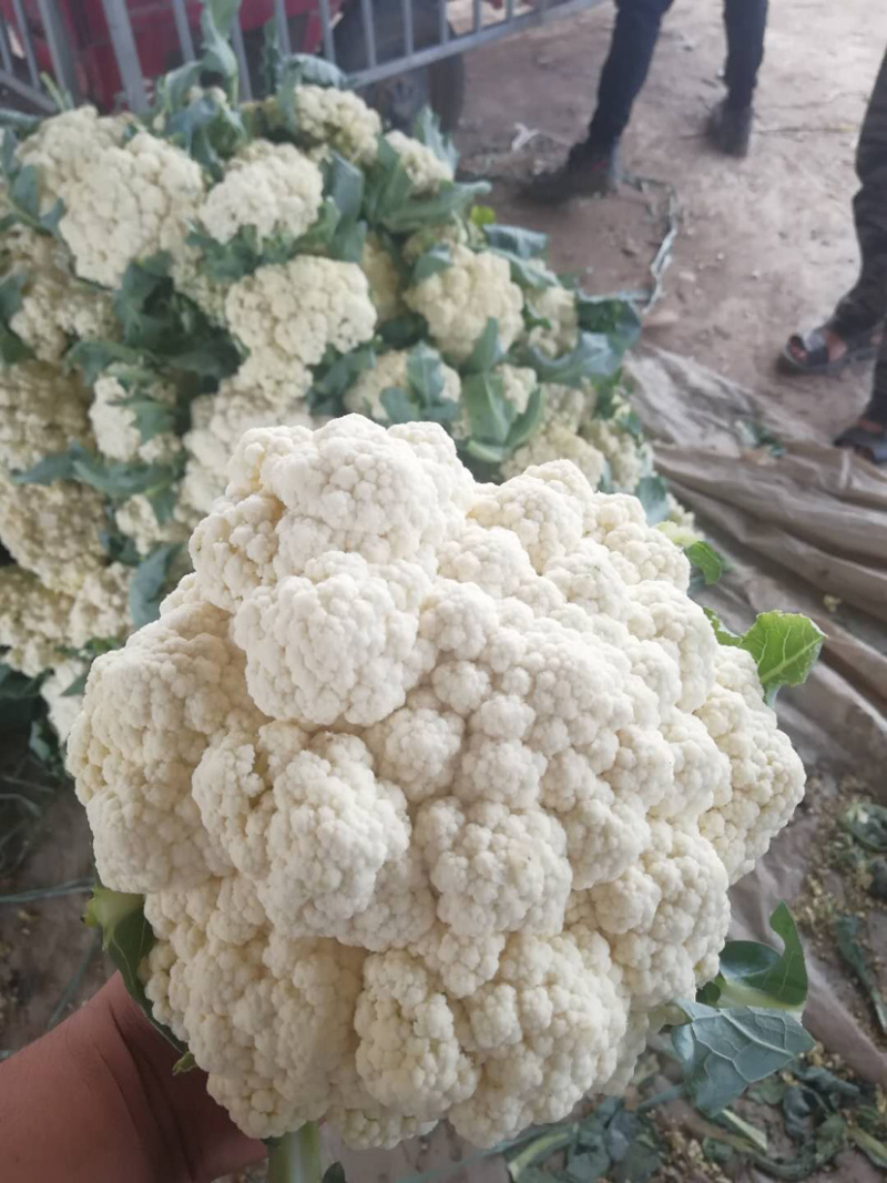 有机花，散花大量上市，产地直发，欢迎实力老板实地考察