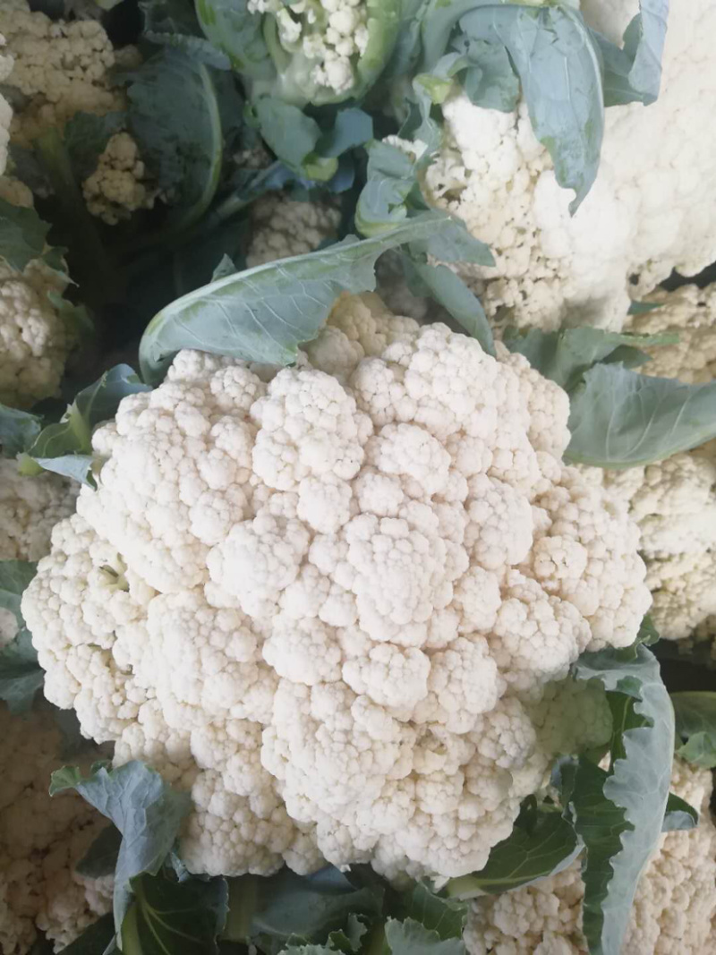 有机花，散花大量上市，产地直发，欢迎实力老板实地考察