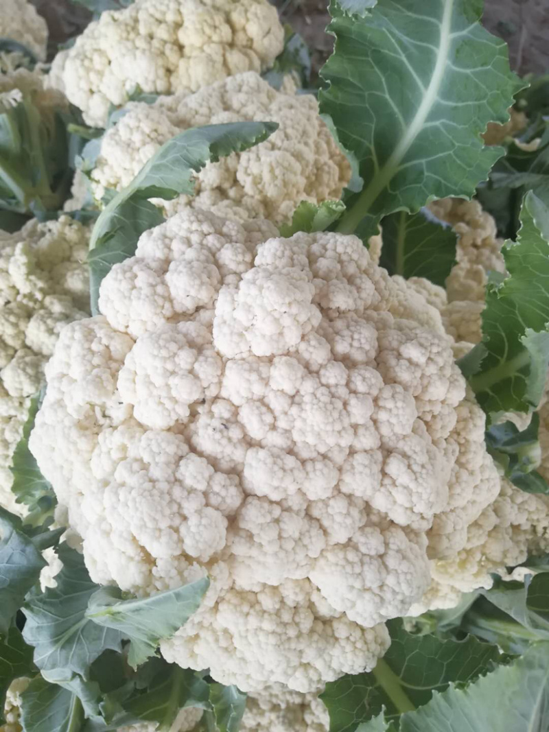 有机花，散花大量上市，产地直发，欢迎实力老板实地考察