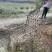 四川成都温江基地苗圃紫薇凳子，质量保证，货源充足