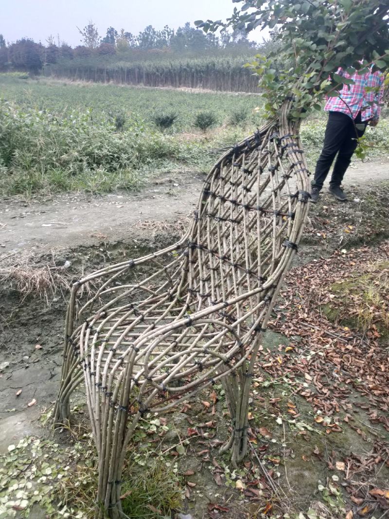 四川成都温江基地苗圃紫薇凳子，质量保证，货源充足