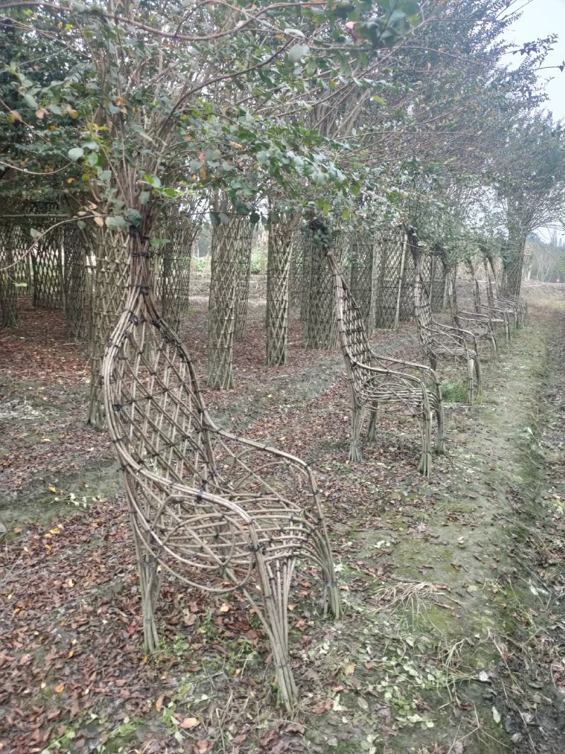 四川成都温江基地苗圃紫薇凳子，质量保证，货源充足