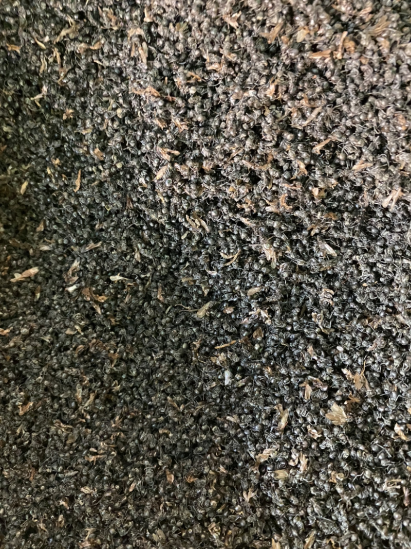 黑蚂蚁产地直销正品黑蚂蚁长白山中药材