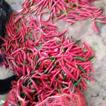 云南文山丘北县鲜红辣椒