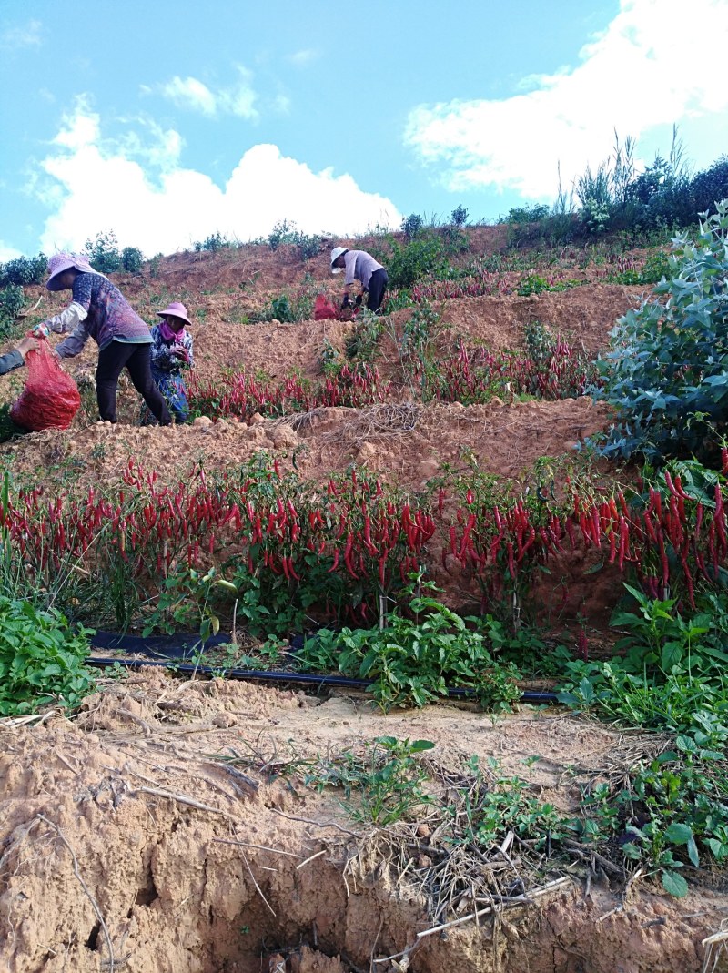 云南文山丘北县鲜红辣椒