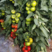 红果番茄种子塔丽亚西红柿种籽以色列大果耐寒抗病高产