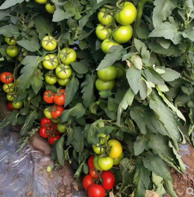 红果番茄种子塔丽亚西红柿种籽以色列大果耐寒抗病高产