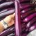 优选茄子🍆烧烤茄🍆红线茄🍆红金刚756🍆代发全国