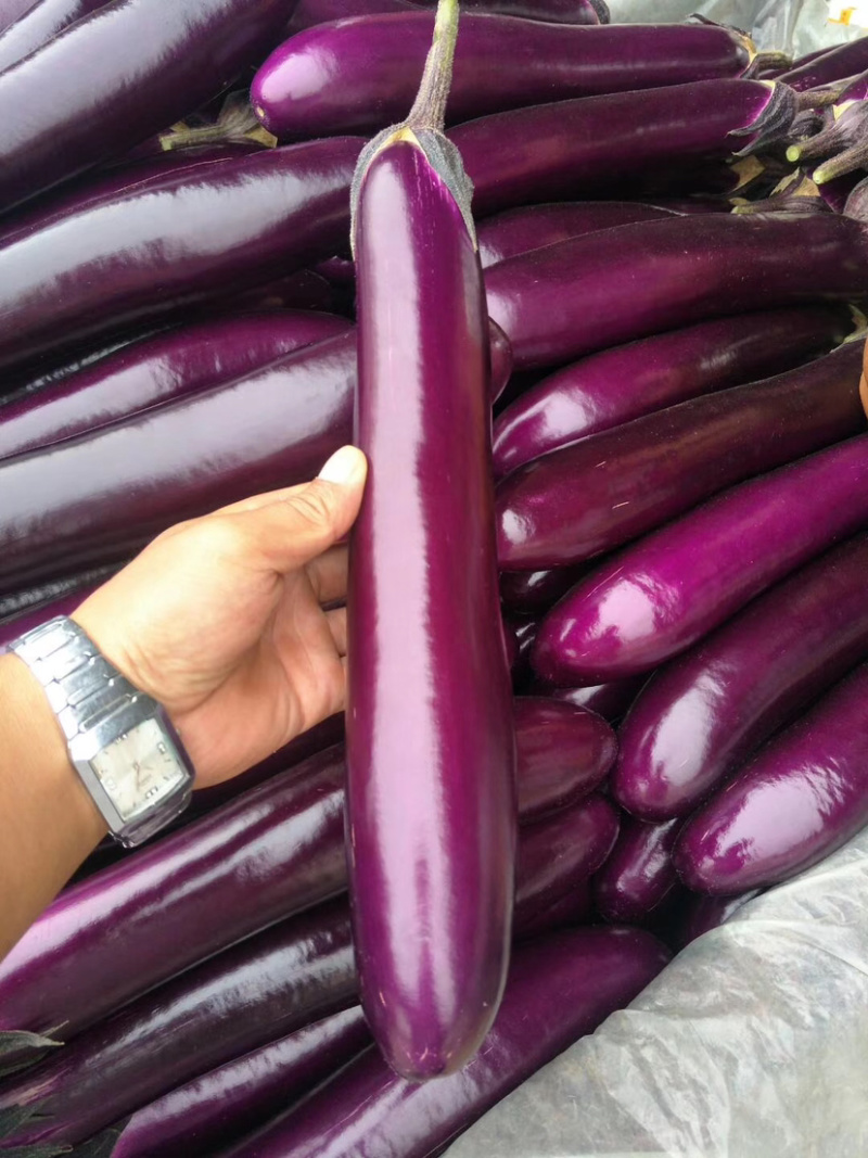 优选茄子🍆烧烤茄🍆红线茄🍆红金刚756🍆代发全国