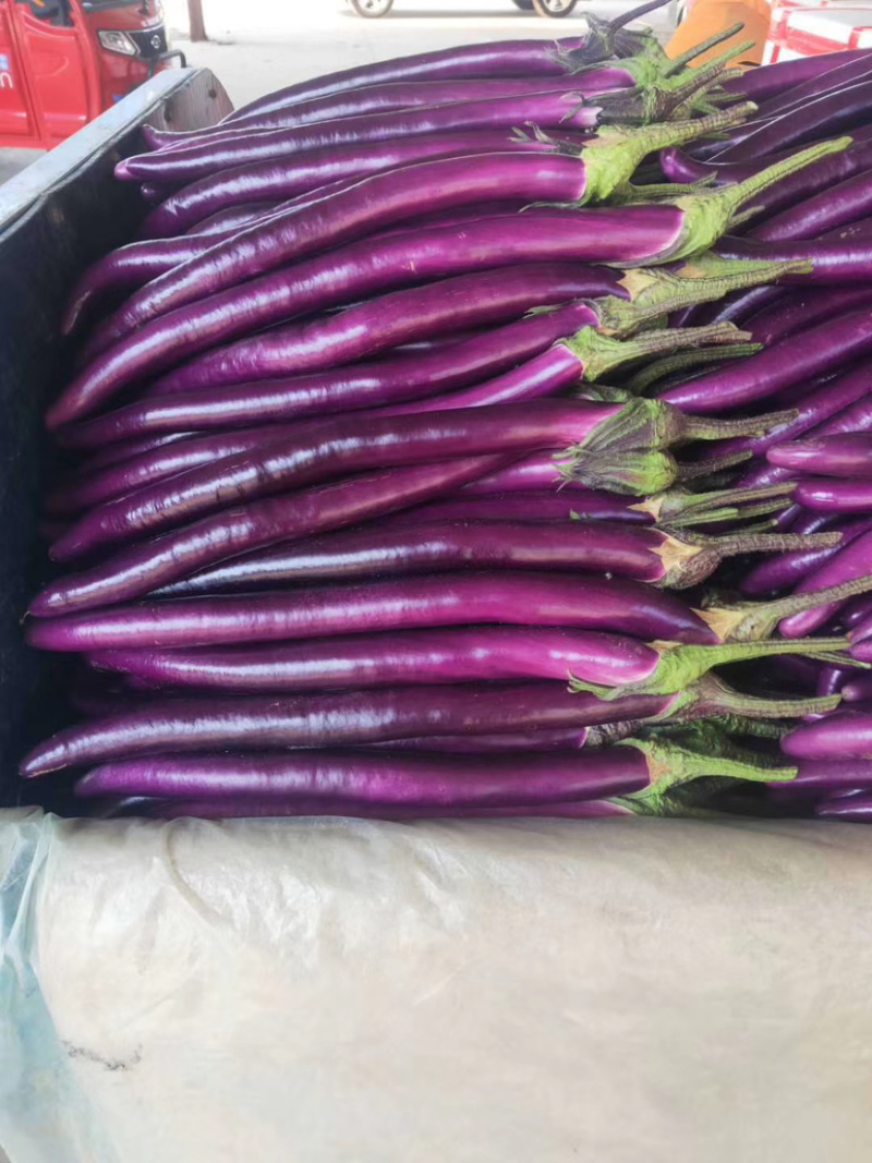 优选茄子🍆烧烤茄🍆红线茄🍆红金刚756🍆代发全国
