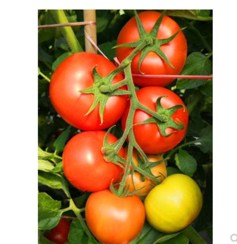 红果番茄种子罗德石头番茄种籽硬果耐热耐雨水不裂果