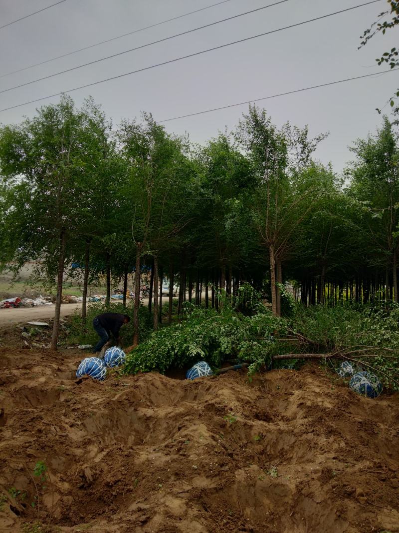 榆树6-10cm4~6cm3.5~4m