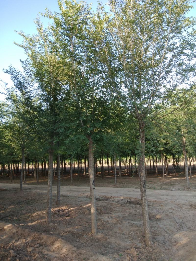 榆树6-10cm4~6cm3.5~4m