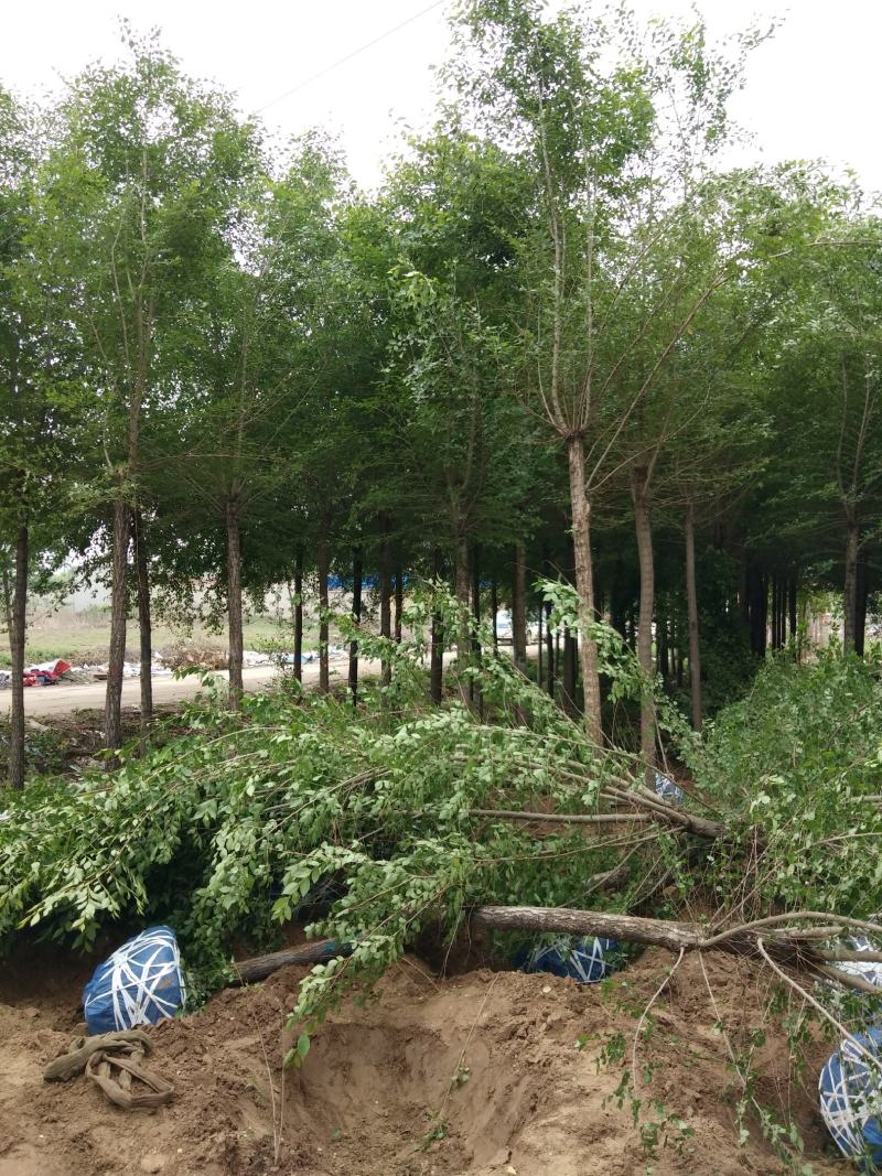 榆树6-10cm4~6cm3.5~4m