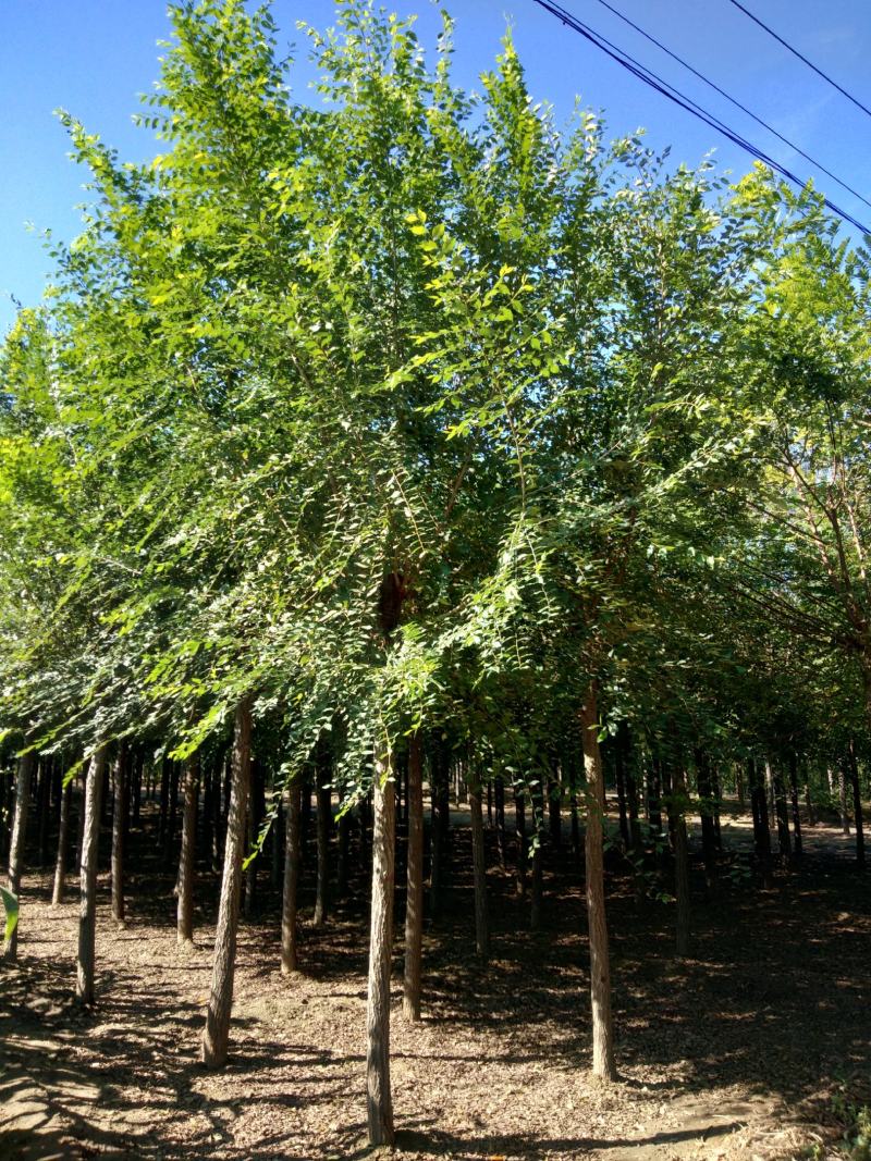 榆树6-10cm4~6cm3.5~4m