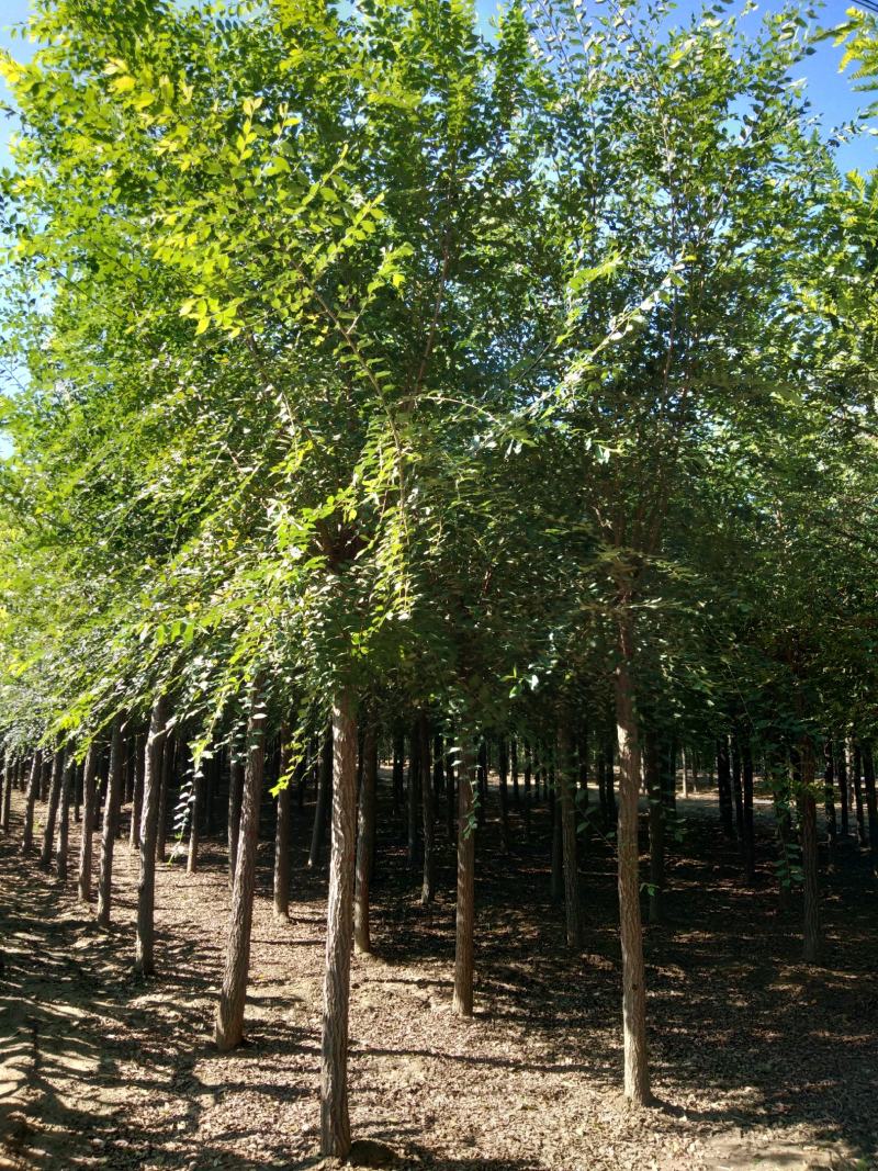 榆树6-10cm4~6cm3.5~4m