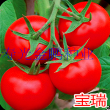 大红西红柿种子宝瑞番茄种籽番茄种籽耐热好