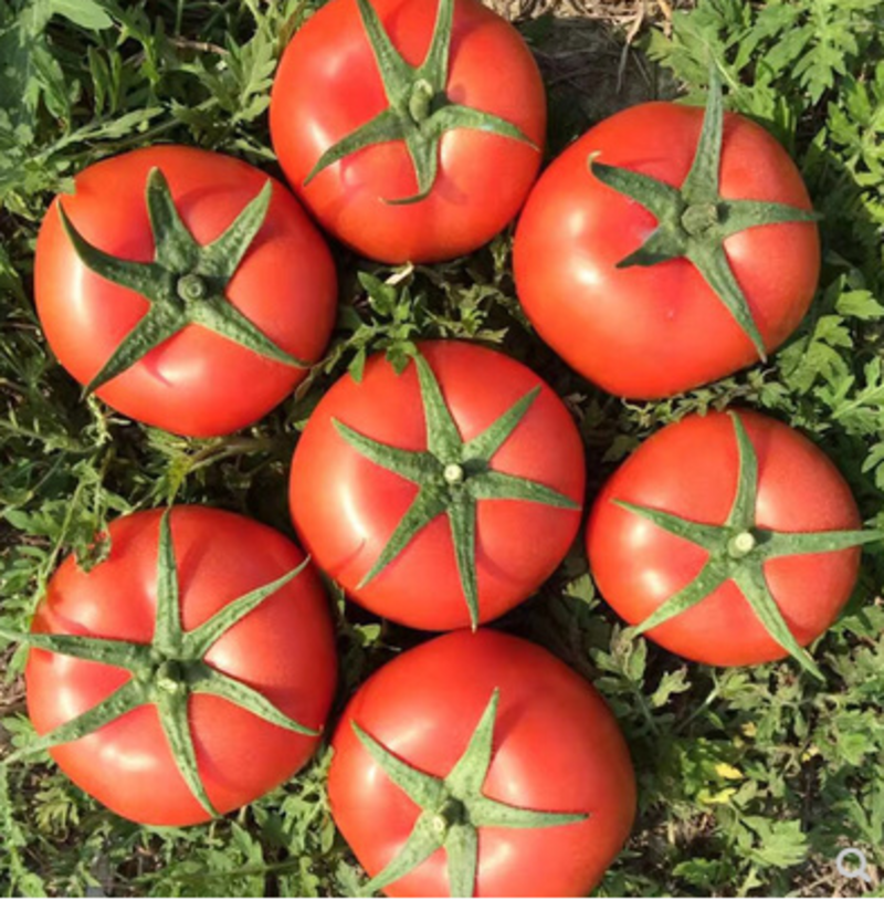 大红西红柿种子宝瑞番茄种籽番茄种籽耐热好