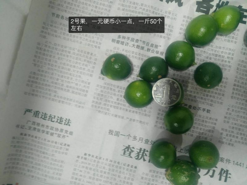 海南青金桔全年供应，农合现摘现发，质保量稳
