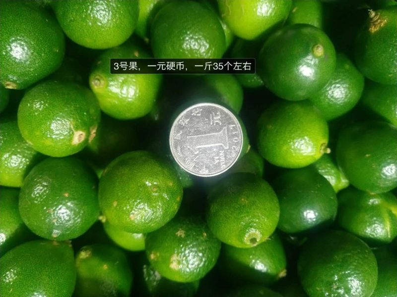 海南青金桔全年供应，农合现摘现发，质保量稳