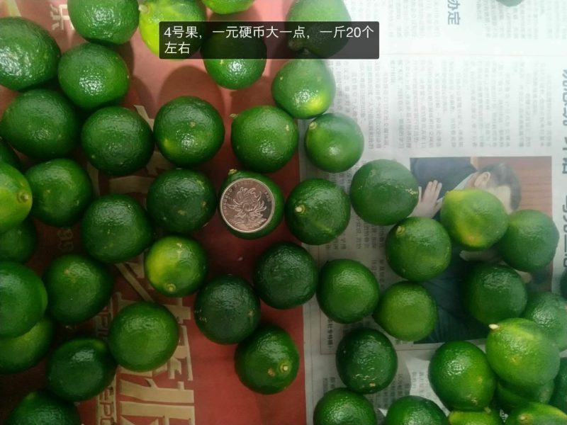 海南青金桔全年供应，农合现摘现发，质保量稳