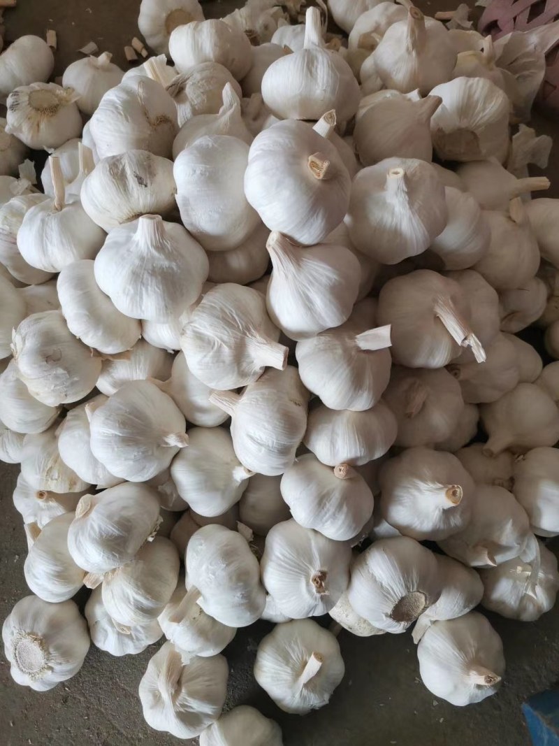 大蒜金乡纯白皮大蒜，原产地直接发货常年供应超市电商