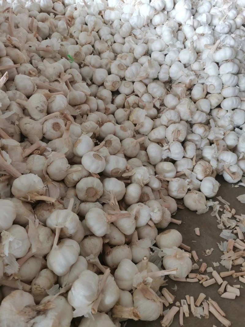 大蒜金乡纯白皮大蒜，原产地直接发货常年供应超市电商
