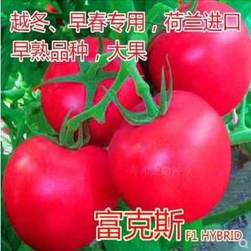 番茄种子富克斯西红柿种籽大果耐寒好高产抗病口感好