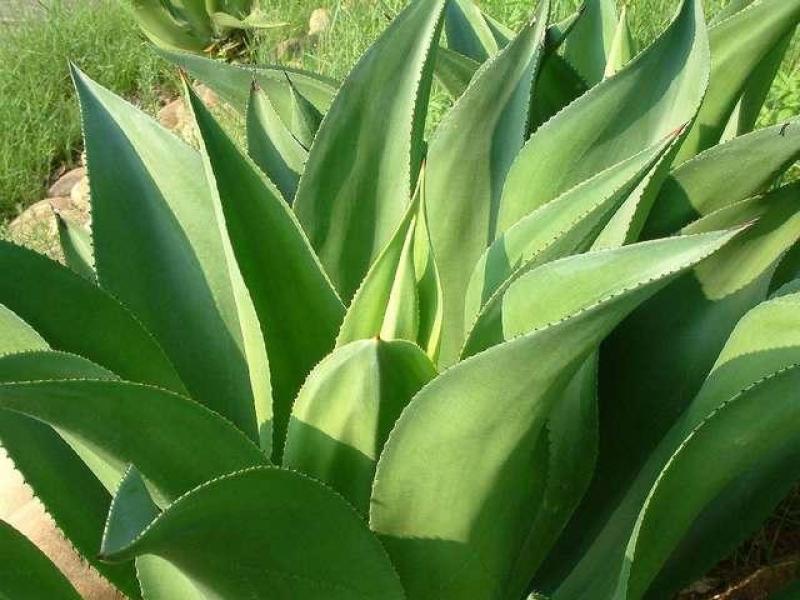 本基地常年供应各种苗木花卉30龙舌草，质量保证，货源充足