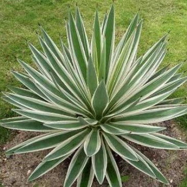 本基地常年供应各种苗木花卉30龙舌草，质量保证，货源充足
