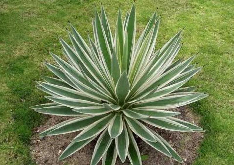 本基地常年供应各种苗木花卉30龙舌草，质量保证，货源充足