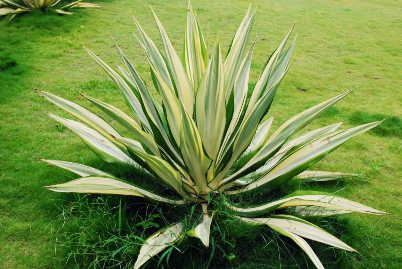 本基地常年供应各种苗木花卉30龙舌草，质量保证，货源充足
