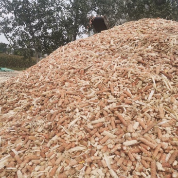 有大量玉米芯，对外出售，质量好，需要的朋友和我联系