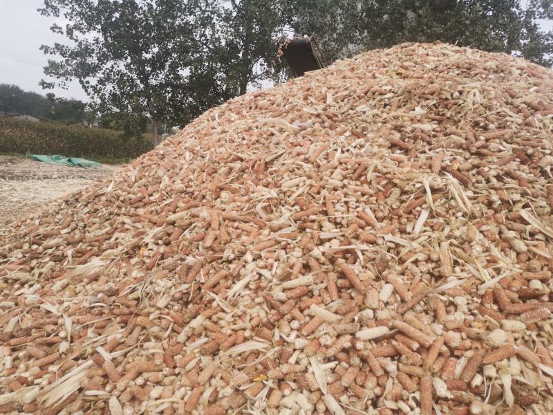 有大量玉米芯，对外出售，质量好，需要的朋友和我联系