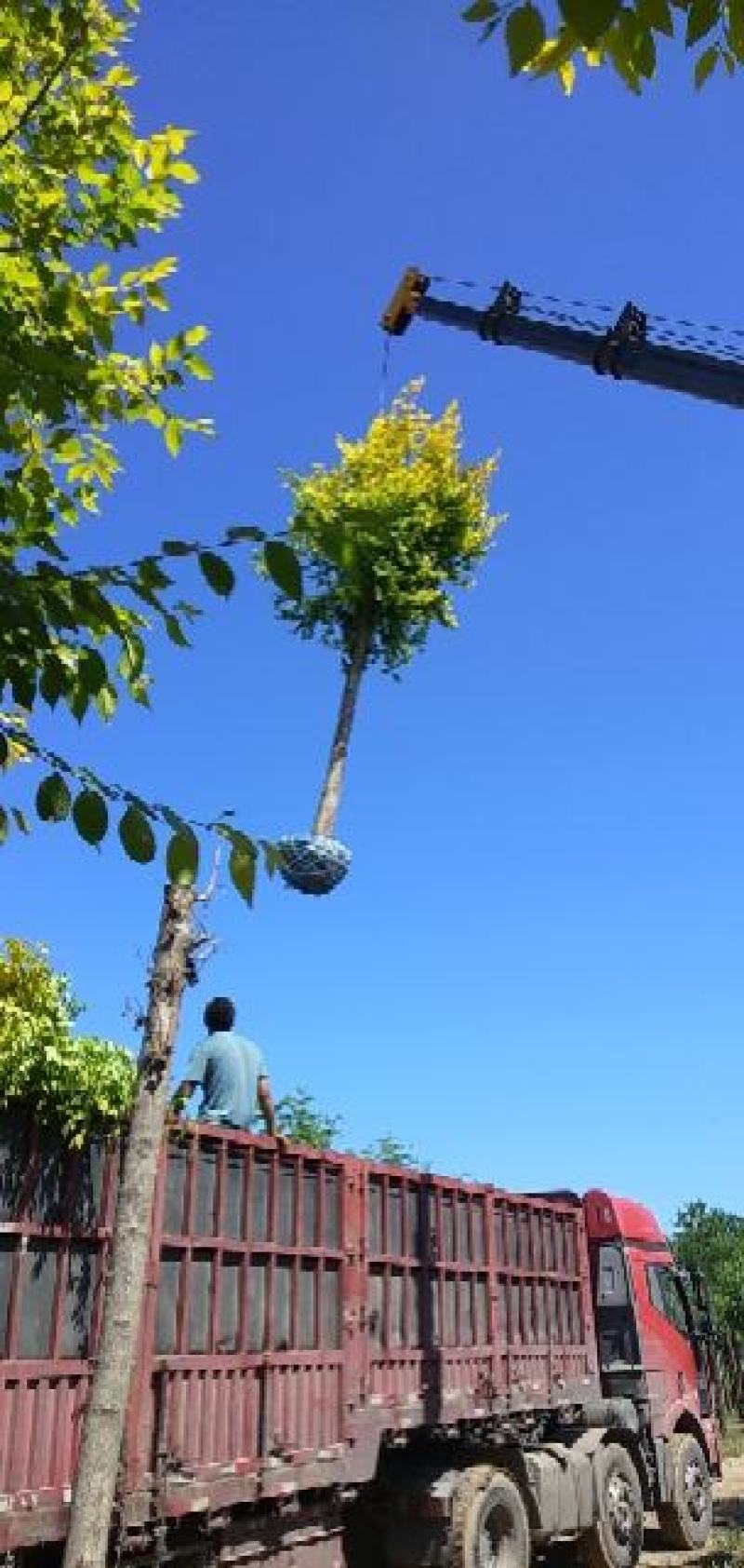 大量销售8-15公分高接金叶榆，移植苗，易成活，树形好，