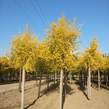大量销售8-15公分高接金叶榆，移植苗，易成活，树形好，