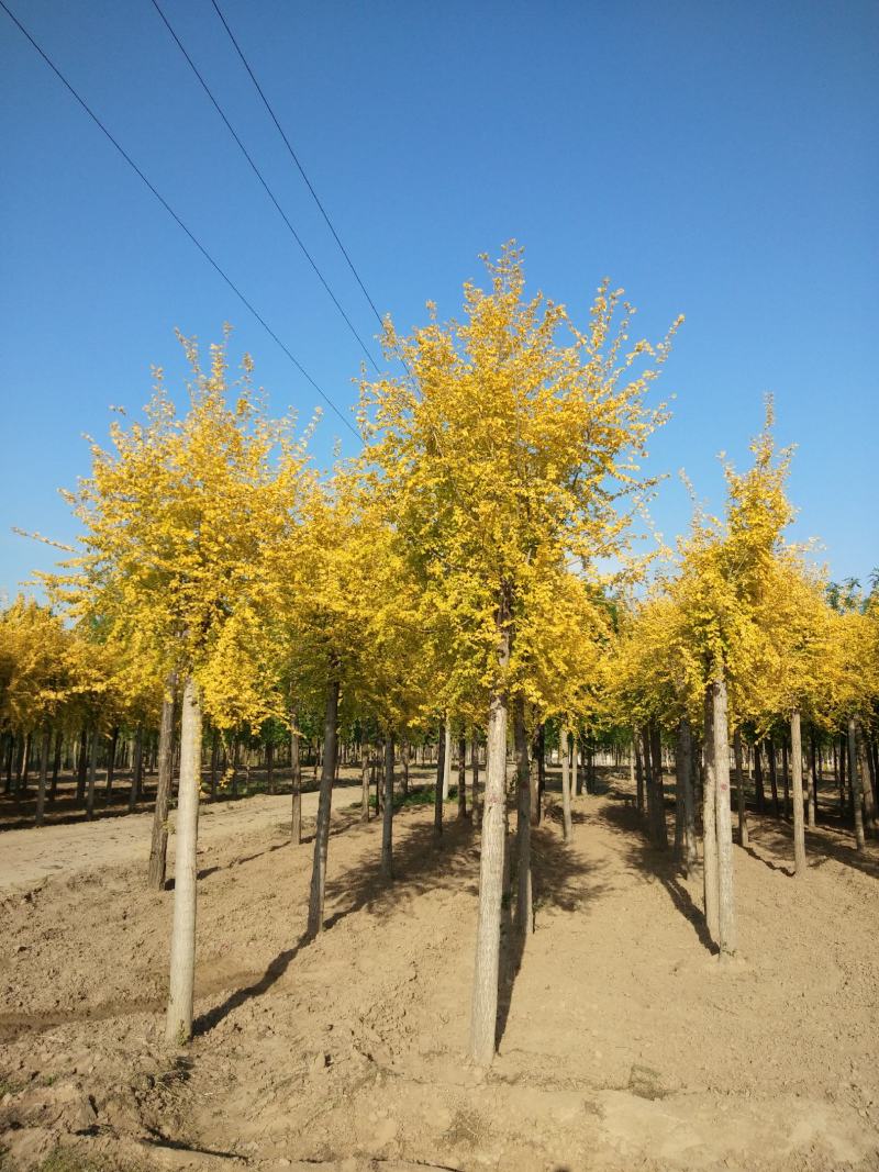 大量销售8-15公分高接金叶榆，移植苗，易成活，树形好，