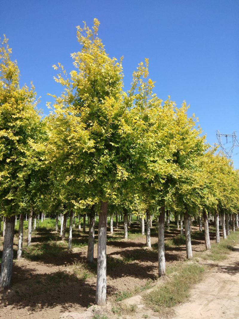 大量销售8-15公分高接金叶榆，移植苗，易成活，树形好，