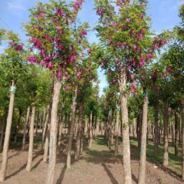 香花槐，8-18公分嫁接香花槐，移植苗，易成活，树形好